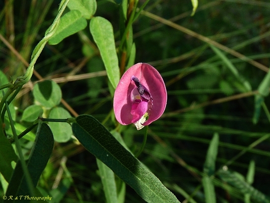 {Strophostyles umbellata}